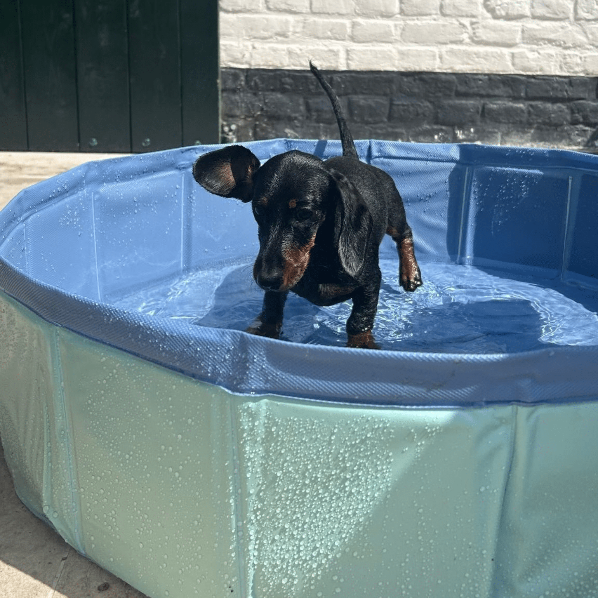 Dog Pool - Mint Green - Blues - Ø 80 cm