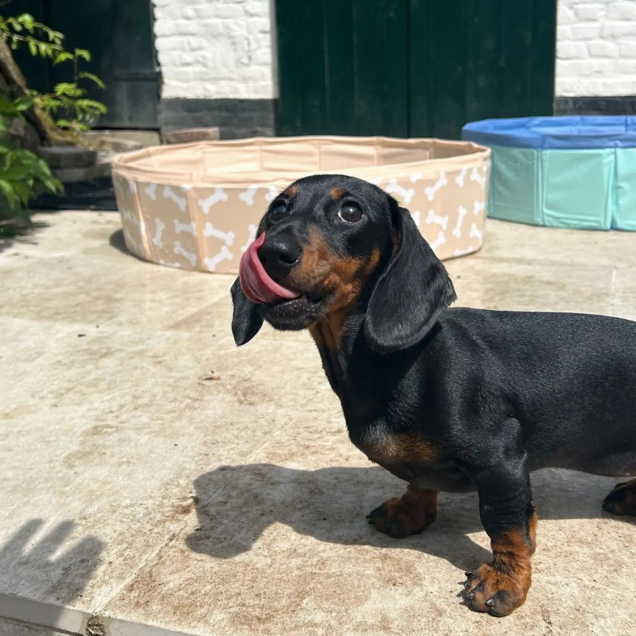 Dog Pool - Mint Green - Blues - Ø 80 cm